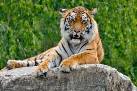 Waqar Khan (waqar@wearcolours.com)